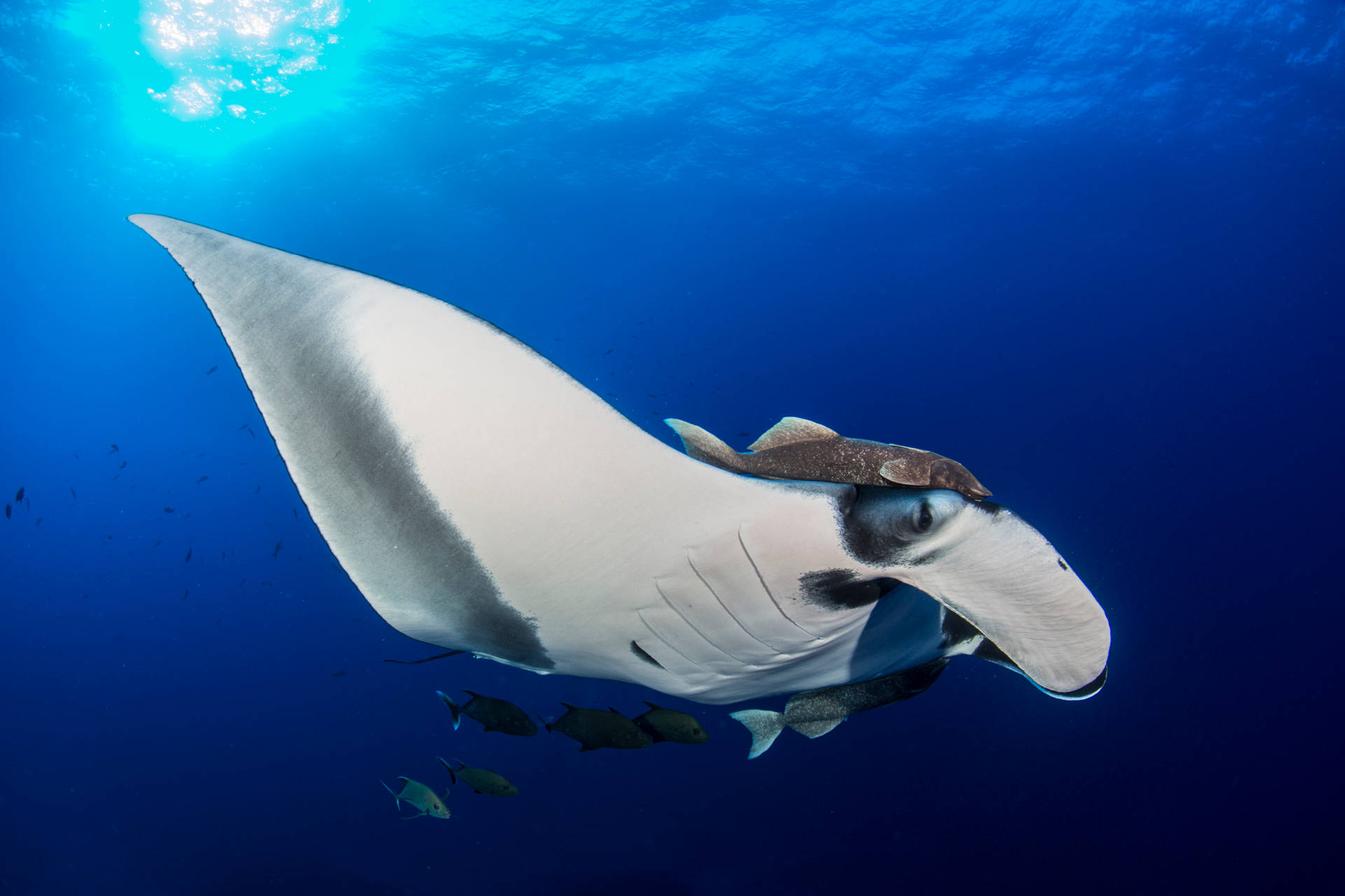 Giant underwater creatures in Socorro